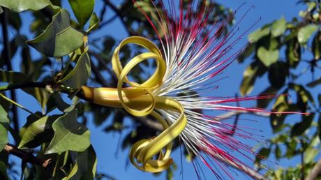 Pachira aquatica Pflege: Die Glückskastanie kultivieren und vermehren