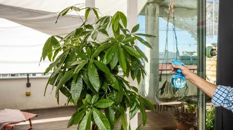 Pachira aquatica Pflege: Die Glückskastanie kultivieren und vermehren