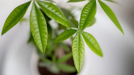 Pachira aquatica Pflege: Die Glückskastanie kultivieren und vermehren