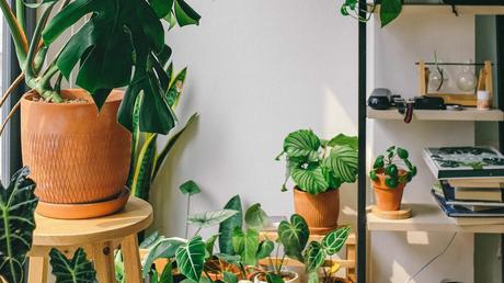 Wie Hauspflanzen zu Gesundheit und Wellness beitragen können