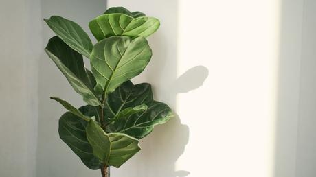 Ficus lyrata Pflege: Standort, Wachstum und Vermehrung