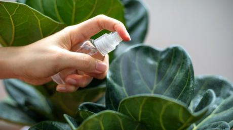 Ficus lyrata Pflege: Standort, Wachstum und Vermehrung