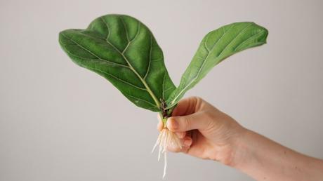 Ficus lyrata Pflege: Standort, Wachstum und Vermehrung