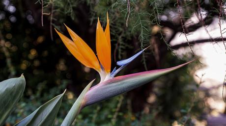 Strelitzia nicolai Pflege: Baumstrelitzie kultivieren und vermehren