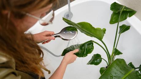 Strelitzia nicolai Pflege: Baumstrelitzie kultivieren und vermehren