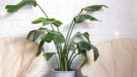 Strelitzia nicolai Pflege: Baumstrelitzie kultivieren und vermehren