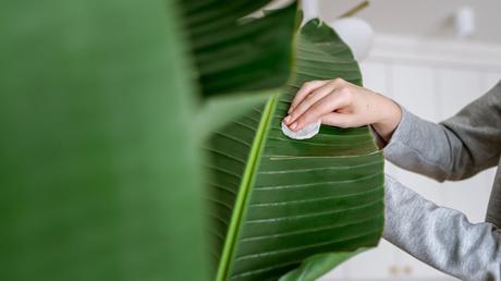 Strelitzia nicolai Pflege: Baumstrelitzie kultivieren und vermehren