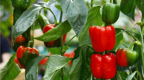 8 hitzeverträgliche Gemüsesorten für trockene Standorte