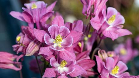 11 geeignete Pflanzen für ein Schattenbeet