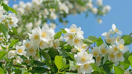 11 geeignete Pflanzen für ein Schattenbeet