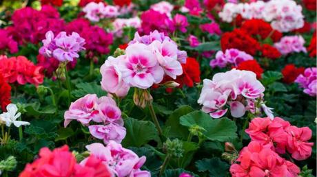 11 geeignete Pflanzen für ein Schattenbeet