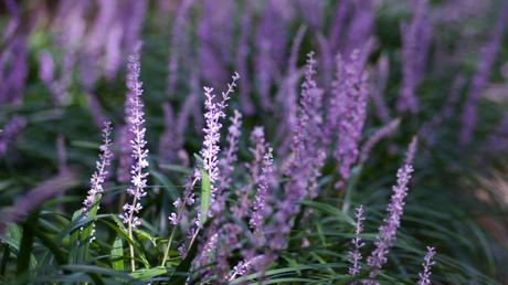11 geeignete Pflanzen für ein Schattenbeet