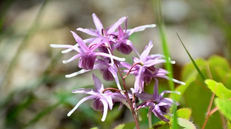 11 geeignete Pflanzen für ein Schattenbeet