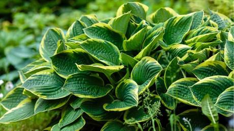 11 geeignete Pflanzen für ein Schattenbeet