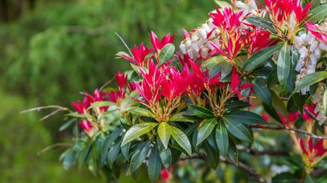 11 geeignete Pflanzen für ein Schattenbeet