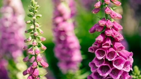 11 geeignete Pflanzen für ein Schattenbeet