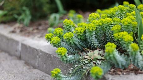 11 geeignete Pflanzen für ein Schattenbeet