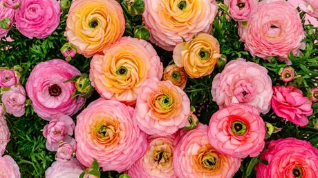 Grabbepflanzung im Frühjahr: Die 10 schönsten Pflanzen