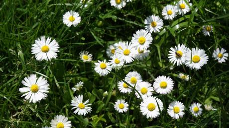 Grabbepflanzung im Frühjahr: Die 10 schönsten Pflanzen