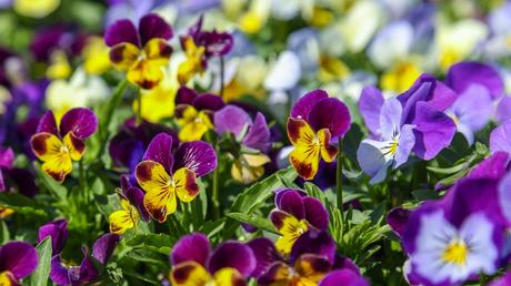 Grabbepflanzung im Frühjahr: Die 10 schönsten Pflanzen