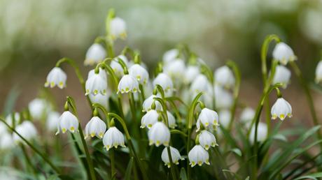 Garten im Frühling: 10 Gartenarbeiten zum Start in die neue Saison