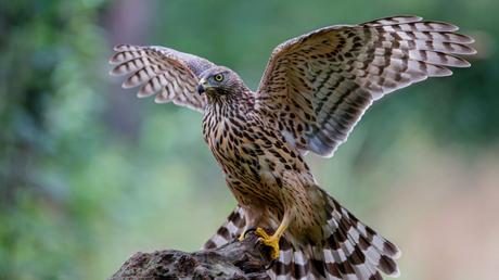 25 heimische Vögel im Garten bestimmen und erkennen