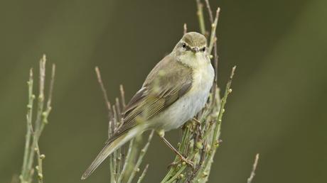 25 heimische Vögel im Garten bestimmen und erkennen