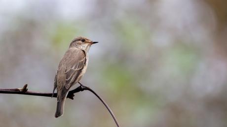 25 heimische Vögel im Garten bestimmen und erkennen