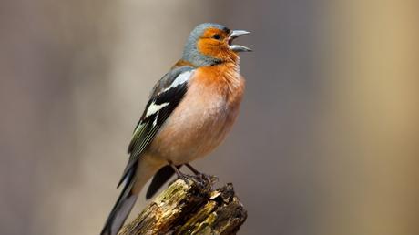 25 heimische Vögel im Garten bestimmen und erkennen