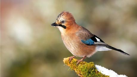 25 heimische Vögel im Garten bestimmen und erkennen