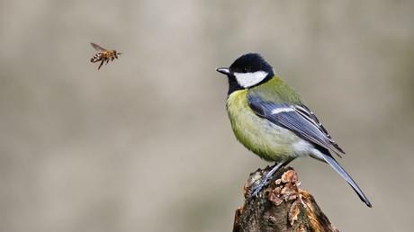 25 heimische Vögel im Garten bestimmen und erkennen