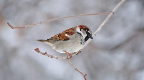 25 heimische Vögel im Garten bestimmen und erkennen
