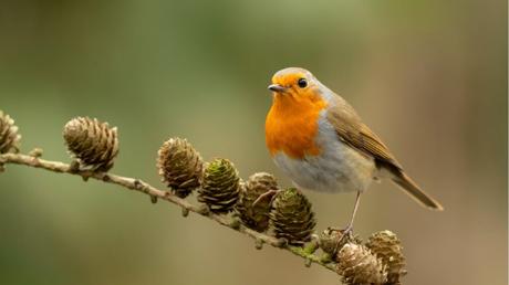 25 heimische Vögel im Garten bestimmen und erkennen