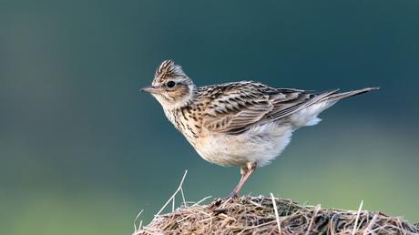 25 heimische Vögel im Garten bestimmen und erkennen