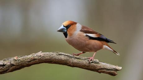 25 heimische Vögel im Garten bestimmen und erkennen