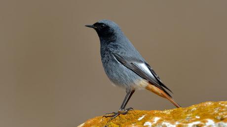 25 heimische Vögel im Garten bestimmen und erkennen