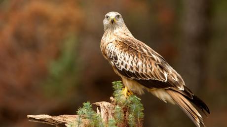 25 heimische Vögel im Garten bestimmen und erkennen