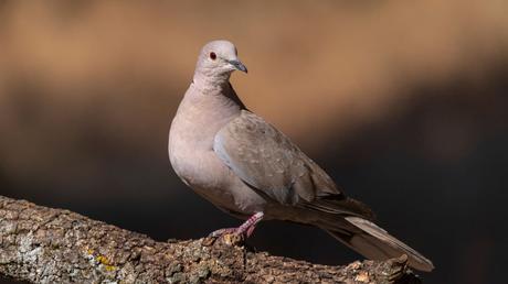 25 heimische Vögel im Garten bestimmen und erkennen