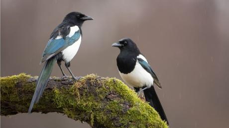 25 heimische Vögel im Garten bestimmen und erkennen