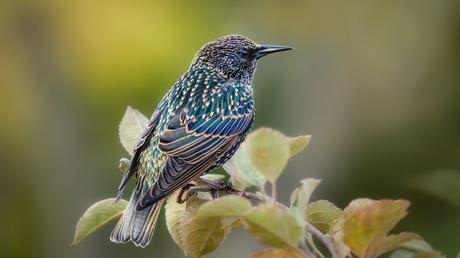 25 heimische Vögel im Garten bestimmen und erkennen