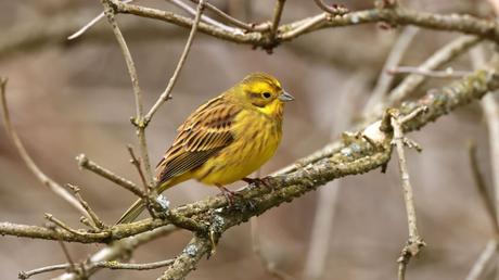 25 heimische Vögel im Garten bestimmen und erkennen