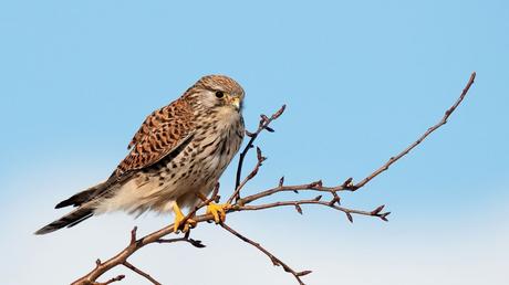 25 heimische Vögel im Garten bestimmen und erkennen