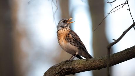 25 heimische Vögel im Garten bestimmen und erkennen