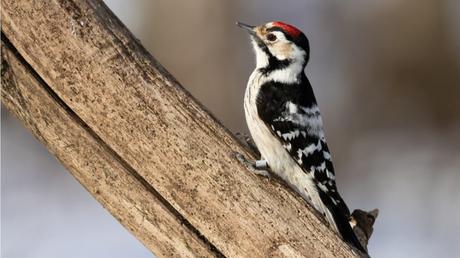 25 heimische Vögel im Garten bestimmen und erkennen