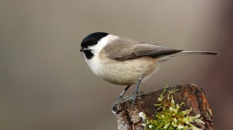25 heimische Vögel im Garten bestimmen und erkennen