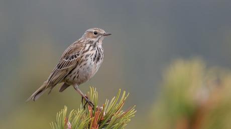 25 heimische Vögel im Garten bestimmen und erkennen