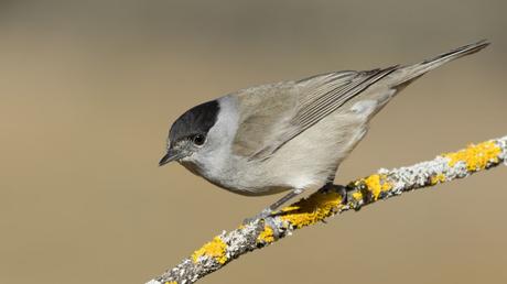 25 heimische Vögel im Garten bestimmen und erkennen
