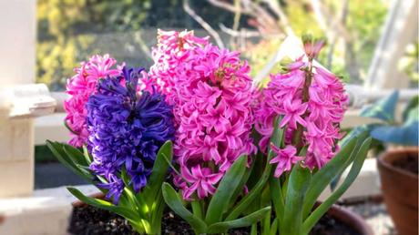Hyazinthen Pflanzenpflege: Schneiden, düngen, gießen