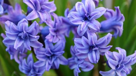 Hyazinthen Pflanzenpflege: Schneiden, düngen, gießen