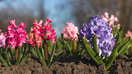 Hyazinthen Pflanzenpflege: Schneiden, düngen, gießen
